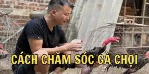 Cách Chăm Sóc Gà Chọi - Đào Tạo Chiến Binh Cùng 8KBET