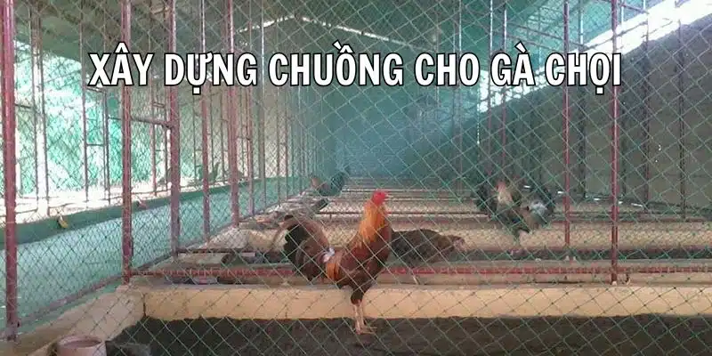 Xây dựng chuồng gà hợp lý